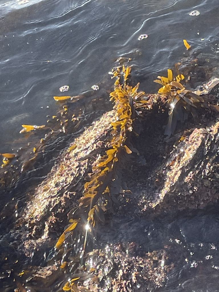 Feather Boa Kelp from Newport Bay, Newport Beach, CA, US on October 29