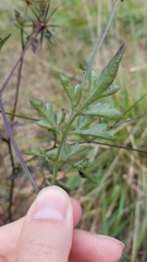 Bidens bipinnata