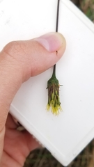 Bidens bipinnata