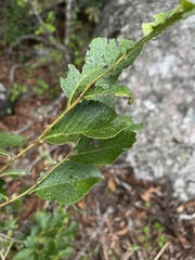 Maytenus undata