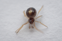 Neottiura bimaculata