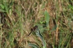 Macrodiplax balteata