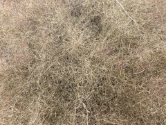 Muhlenbergia porteri
