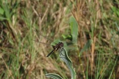 Macrodiplax balteata