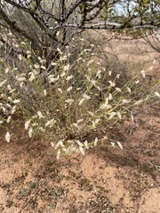 Menodora scabra