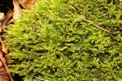 Rhynchostegium confertum