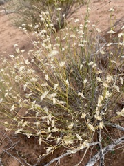 Menodora scabra