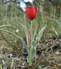 Tulipa undulatifolia