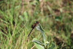 Macrodiplax balteata