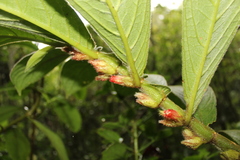Columnea