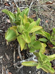 Kalanchoe sexangularis