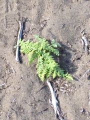 Dryopteris arguta