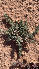 Halogeton glomeratus