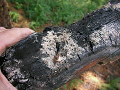 Xysticus locuples