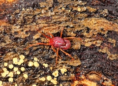 Erythraeidae