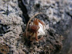 Xysticus locuples
