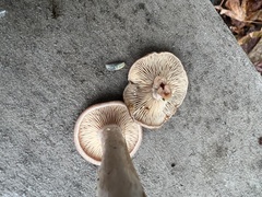 Lactarius rufus