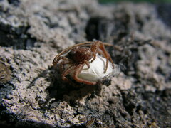 Xysticus locuples