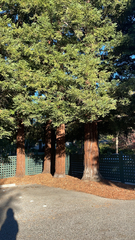 Sequoia sempervirens