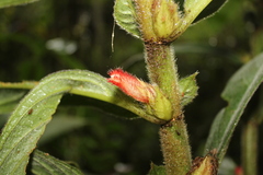 Columnea