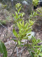 Euclea natalensis angustifolia