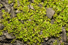 Fissidens bryoides
