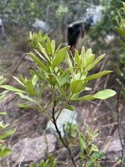 Euclea natalensis angustifolia