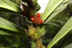 Columnea