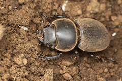 Apterodorcus bacchus