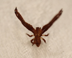 Sidymella bicuspidata