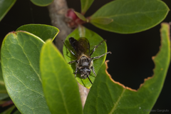 Elaphroptera
