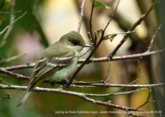 Empidonax virescens