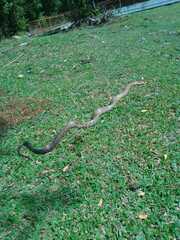 Drymarchon melanurus melanurus