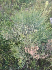 Baccharis articulata