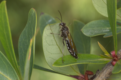Elaphroptera