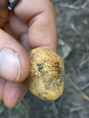 Rhizopogonaceae