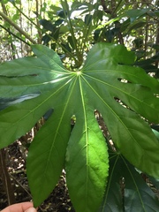 Fatsia japonica
