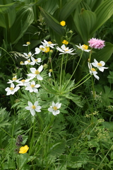 Anemonastrum fasciculatum