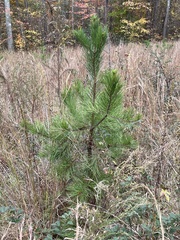 Pinus echinata