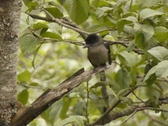 Pachyramphus validus