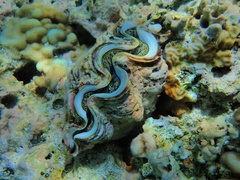 Tridacna