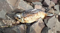 Characiformes