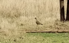 Vanellus senegallus