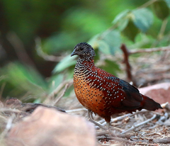 Galloperdix lunulata