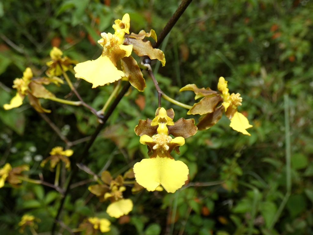Oncidium ensatum