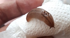 Ambigolimax valentianus