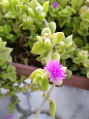 Mesembryanthemum cordifolium