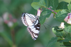 Limenitis weidemeyerii