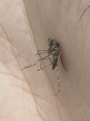 Aedes sollicitans