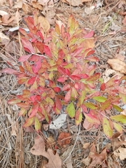 Vaccinium tenellum